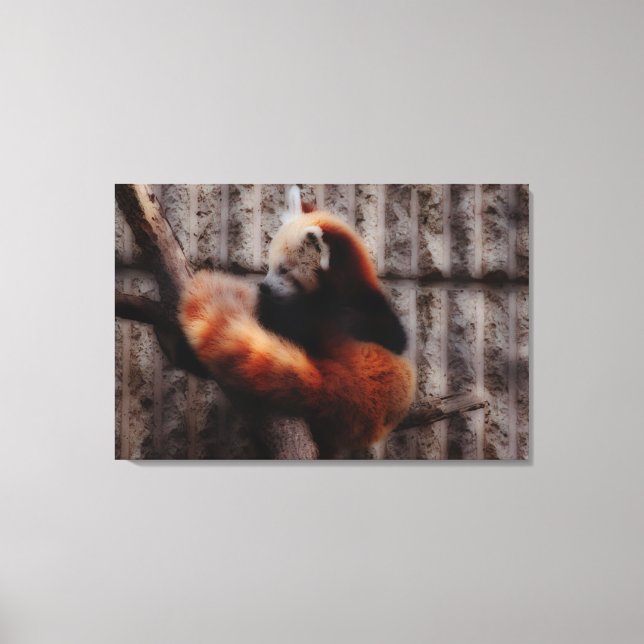 Red Panda Leinwanddruck (Vorderseite)