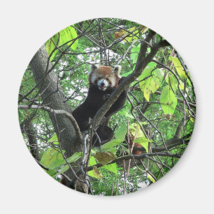 Red Panda Magnet