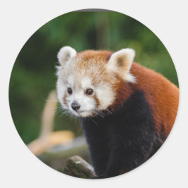 Red Panda Nature Runder Aufkleber