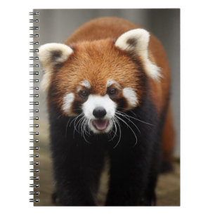 Red Panda Notizblock