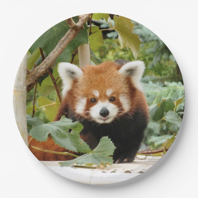 Red Panda Pappteller (Vorderseite)