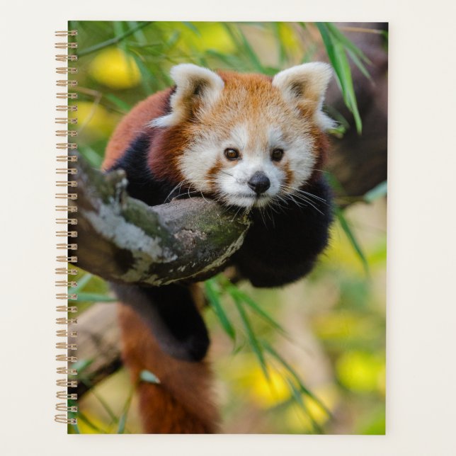 Red Panda Planer (Vorderseite)
