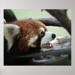 Red Panda Poster