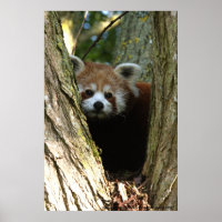 red panda poster
