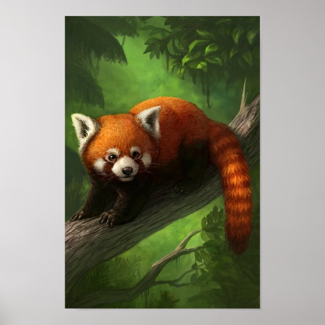 Red Panda Poster (Vorne)