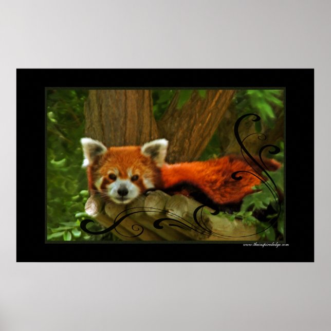 Red Panda Poster Print (Vorne)