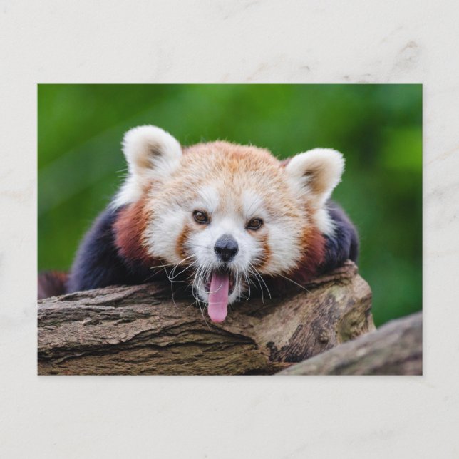 Red Panda Postkarte (Vorderseite)