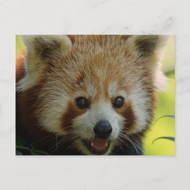 Red Panda Postkarte (Vorderseite)