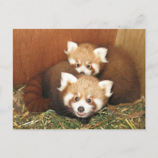Red Panda Postkarte