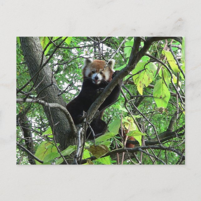 Red Panda Postkarte (Vorderseite)