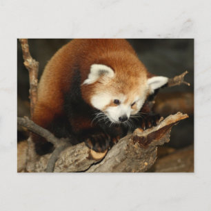 Red Panda Postkarte