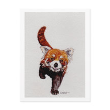 Red Panda