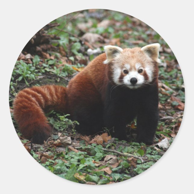 Red Panda Runder Aufkleber (Vorderseite)