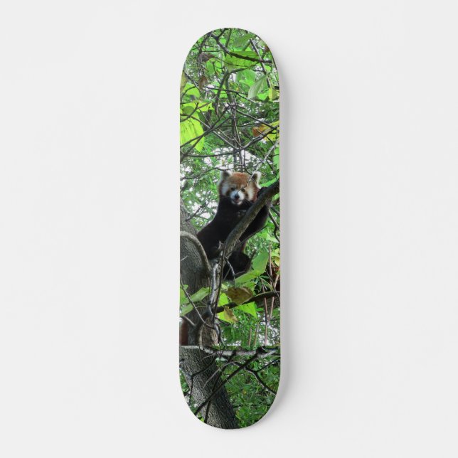 Red Panda Skateboard (Vorne)