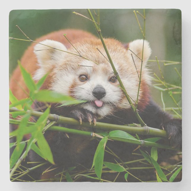 Red Panda Steinuntersetzer (Vorderseite)
