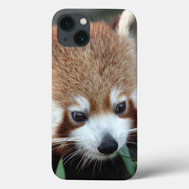Red Panda, Taronga Zoo, Sydney, Australien Case-Mate iPhone Hülle (Rückseite)
