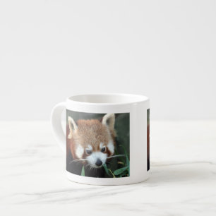 Red Panda, Taronga Zoo, Sydney, Australien Espressotasse