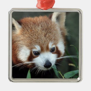 Red Panda, Taronga Zoo, Sydney, Australien Ornament Aus Metall