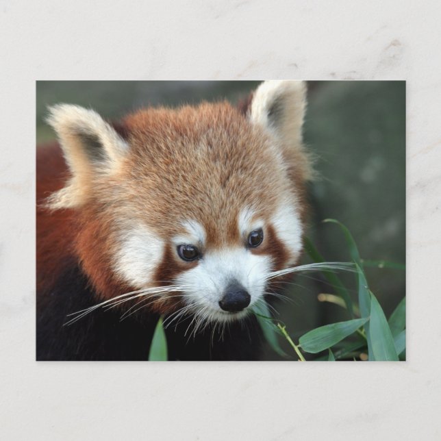 Red Panda, Taronga Zoo, Sydney, Australien Postkarte (Vorderseite)