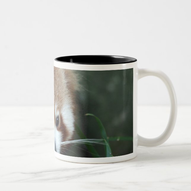 Red Panda, Taronga Zoo, Sydney, Australien Zweifarbige Tasse (Rechts)