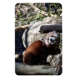 Red Panda und Bamboo Magnet