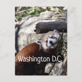 Red Panda und Bamboo, Washington D.C. Postkarte