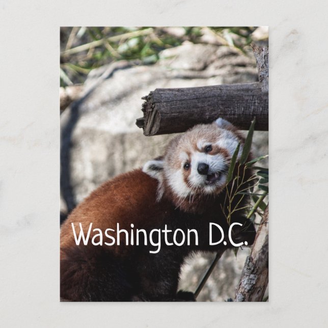 Red Panda und Bamboo, Washington D.C. Postkarte (Vorderseite)