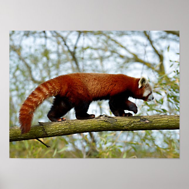 Red panda walking on branch poster (Vorne)
