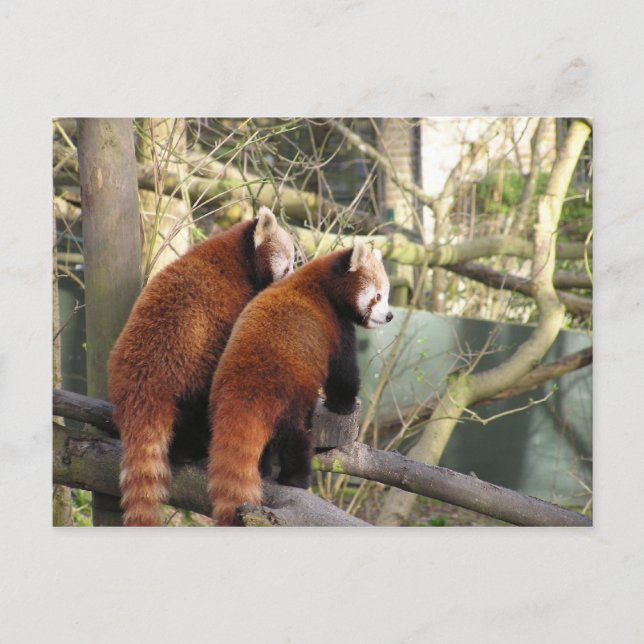 Red Pandas Postcard Postkarte (Vorderseite)