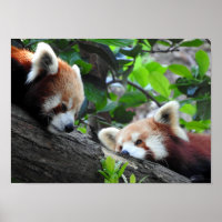 Red Pandas