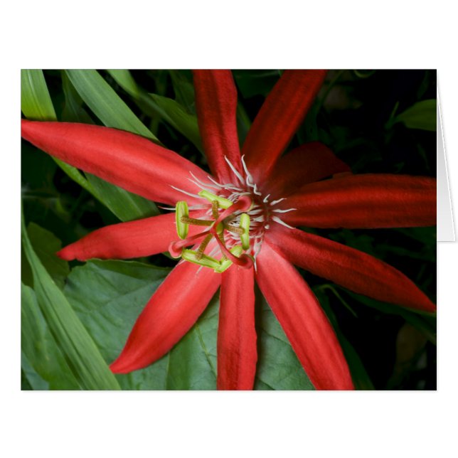 Red Passion Blume (Vorderseite (Horizontal))
