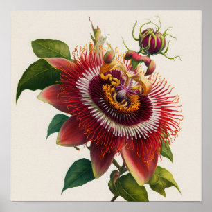Red Passion Blume Art Print Poster