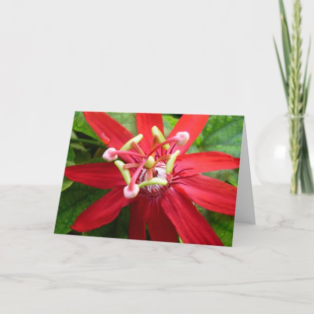 Red Passion Blume Karte (Vorderseite)