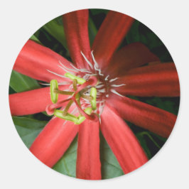 Red Passion Blume Runder Aufkleber