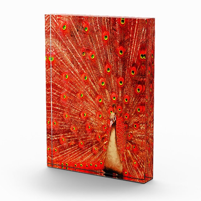 Red Peacock, der seine roten Federn zeigt, Fotoblock (Rechts)