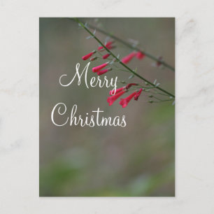 Red penstemon Frohe Weihnachten