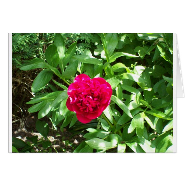 Red Peony (Vorderseite (Horizontal))
