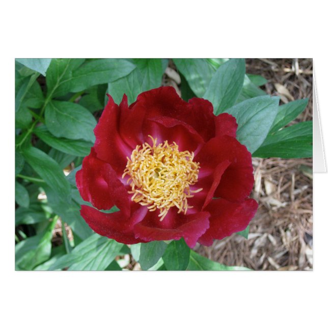 Red Peony (Vorderseite (Horizontal))