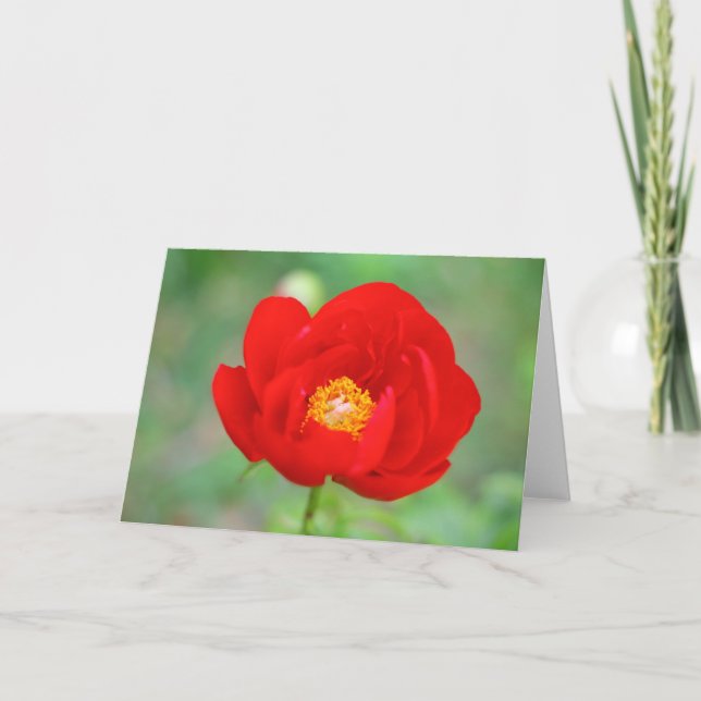 Red Peony Blume Karte (Vorderseite)