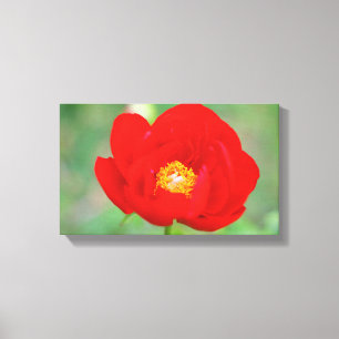 Red Peony Blume Leinwanddruck