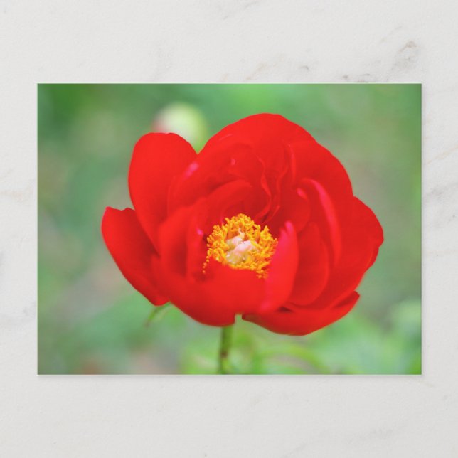 Red Peony Blume Postkarte (Vorderseite)