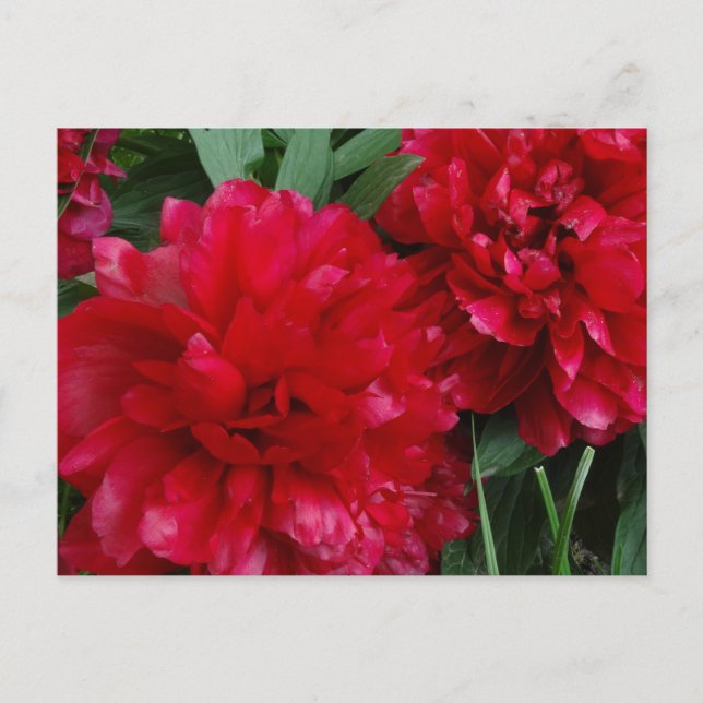 Red Peony Postcard Foto Postkarte (Vorderseite)