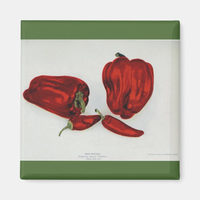 Red Pepper - Vintage Image Magnet (Vorne)
