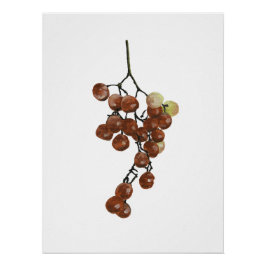 Red Peppercorns - Botanical Print 2 Poster