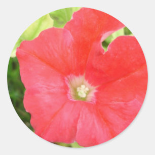 Red Petunia Blume Sticker