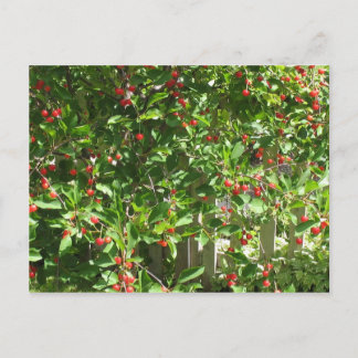 Red Pie Cherries Postkarte