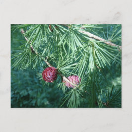 Red Pine Cones | Postkarte
