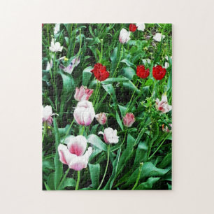 Red & Pink Tulips Pictures