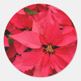 Red Poinsettia Blume Blumenfreuden Runder Aufkleber