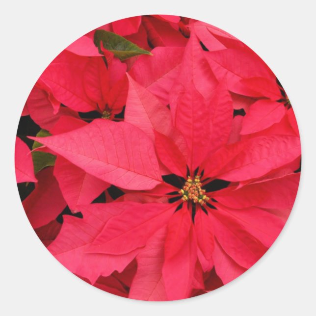 Red Poinsettia Blume Blumenfreuden Runder Aufkleber (Vorderseite)